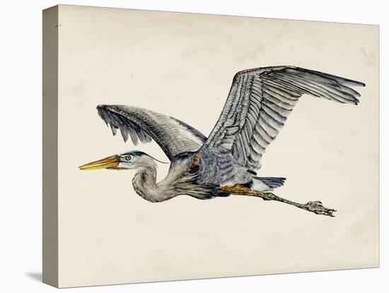 Blue Heron Rendering III-Melissa Wang-Stretched Canvas