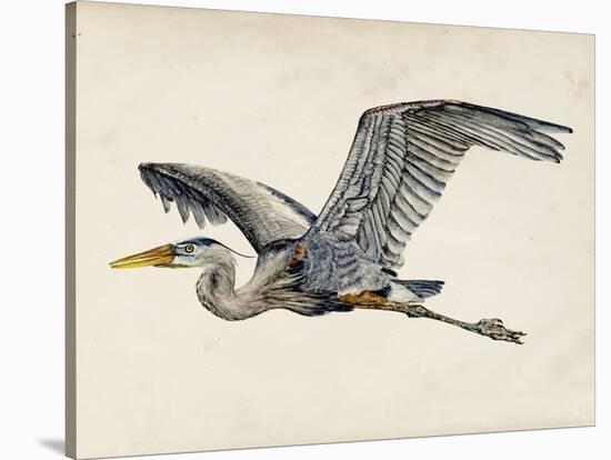 Blue Heron Rendering III-Melissa Wang-Stretched Canvas