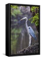 Blue Heron Stalks Fish Taken at Robinson Preserve in Bradenton, Florida-James White-Framed Stretched Canvas