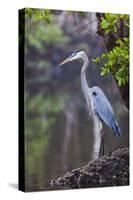 Blue Heron Stalks Fish Taken at Robinson Preserve in Bradenton, Florida-James White-Stretched Canvas