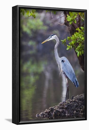 Blue Heron Stalks Fish Taken at Robinson Preserve in Bradenton, Florida-James White-Framed Photographic Print