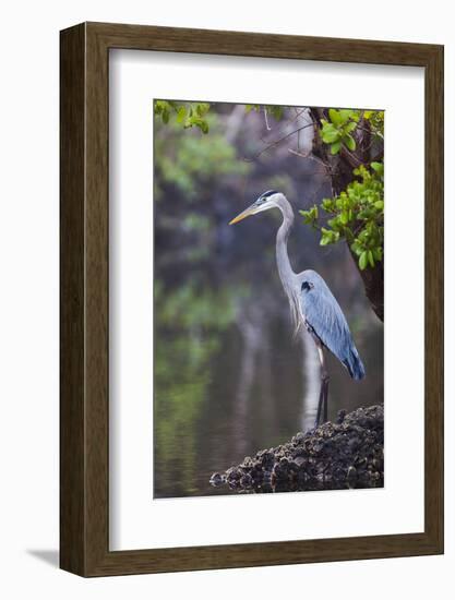 Blue Heron Stalks Fish Taken at Robinson Preserve in Bradenton, Florida-James White-Framed Photographic Print