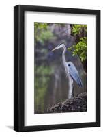 Blue Heron Stalks Fish Taken at Robinson Preserve in Bradenton, Florida-James White-Framed Photographic Print