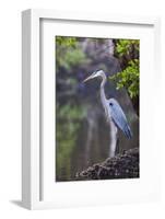 Blue Heron Stalks Fish Taken at Robinson Preserve in Bradenton, Florida-James White-Framed Photographic Print