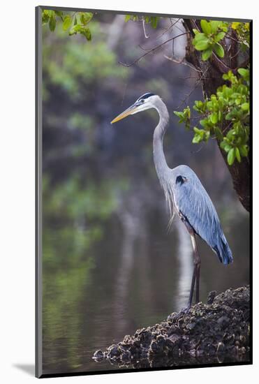 Blue Heron Stalks Fish Taken at Robinson Preserve in Bradenton, Florida-James White-Mounted Photographic Print