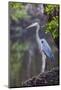 Blue Heron Stalks Fish Taken at Robinson Preserve in Bradenton, Florida-James White-Mounted Photographic Print