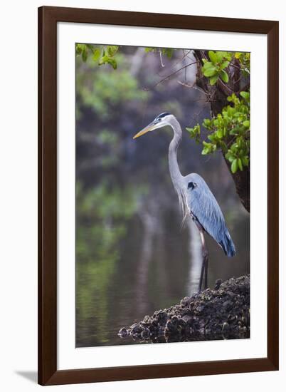 Blue Heron Stalks Fish Taken at Robinson Preserve in Bradenton, Florida-James White-Framed Photographic Print