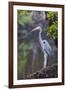 Blue Heron Stalks Fish Taken at Robinson Preserve in Bradenton, Florida-James White-Framed Photographic Print