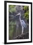 Blue Heron Stalks Fish Taken at Robinson Preserve in Bradenton, Florida-James White-Framed Photographic Print