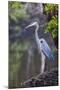 Blue Heron Stalks Fish Taken at Robinson Preserve in Bradenton, Florida-James White-Mounted Photographic Print
