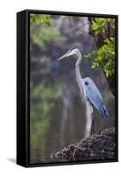 Blue Heron Stalks Fish Taken at Robinson Preserve in Bradenton, Florida-James White-Framed Stretched Canvas