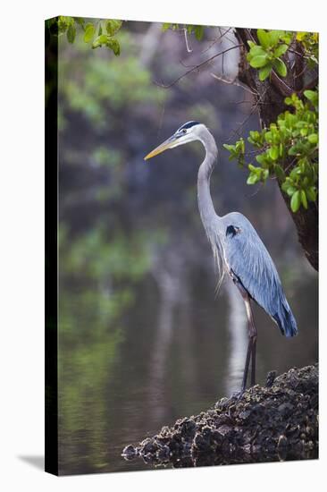 Blue Heron Stalks Fish Taken at Robinson Preserve in Bradenton, Florida-James White-Stretched Canvas