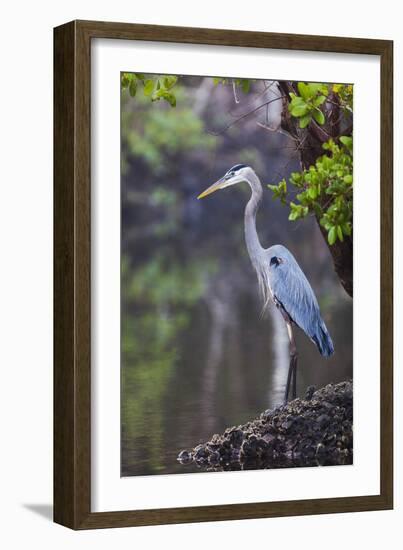 Blue Heron Stalks Fish Taken at Robinson Preserve in Bradenton, Florida-James White-Framed Photographic Print