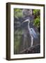 Blue Heron Stalks Fish Taken at Robinson Preserve in Bradenton, Florida-James White-Framed Photographic Print