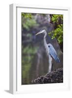 Blue Heron Stalks Fish Taken at Robinson Preserve in Bradenton, Florida-James White-Framed Photographic Print