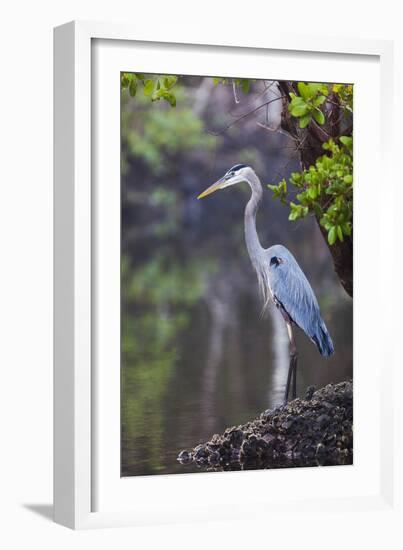 Blue Heron Stalks Fish Taken at Robinson Preserve in Bradenton, Florida-James White-Framed Photographic Print