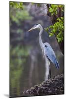 Blue Heron Stalks Fish Taken at Robinson Preserve in Bradenton, Florida-James White-Mounted Photographic Print