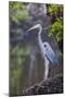 Blue Heron Stalks Fish Taken at Robinson Preserve in Bradenton, Florida-James White-Mounted Photographic Print