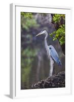 Blue Heron Stalks Fish Taken at Robinson Preserve in Bradenton, Florida-James White-Framed Photographic Print