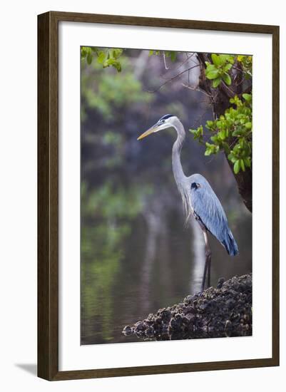 Blue Heron Stalks Fish Taken at Robinson Preserve in Bradenton, Florida-James White-Framed Photographic Print