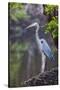 Blue Heron Stalks Fish Taken at Robinson Preserve in Bradenton, Florida-James White-Stretched Canvas