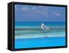 Blue Heron Standing in Water, Maldives, Indian Ocean-Papadopoulos Sakis-Framed Stretched Canvas