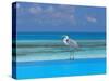 Blue Heron Standing in Water, Maldives, Indian Ocean-Papadopoulos Sakis-Stretched Canvas