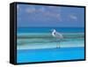 Blue Heron Standing in Water, Maldives, Indian Ocean-Papadopoulos Sakis-Framed Stretched Canvas