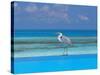 Blue Heron Standing in Water, Maldives, Indian Ocean-Papadopoulos Sakis-Stretched Canvas