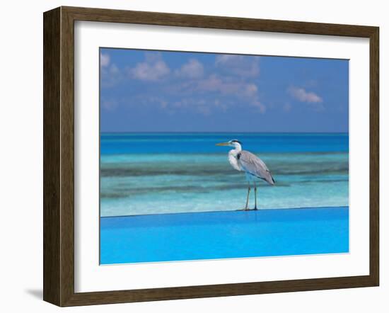 Blue Heron Standing in Water, Maldives, Indian Ocean-Papadopoulos Sakis-Framed Photographic Print