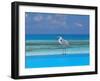 Blue Heron Standing in Water, Maldives, Indian Ocean-Papadopoulos Sakis-Framed Photographic Print