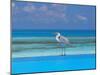 Blue Heron Standing in Water, Maldives, Indian Ocean-Papadopoulos Sakis-Mounted Photographic Print