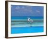 Blue Heron Standing in Water, Maldives, Indian Ocean-Papadopoulos Sakis-Framed Photographic Print