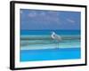 Blue Heron Standing in Water, Maldives, Indian Ocean-Papadopoulos Sakis-Framed Photographic Print