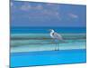 Blue Heron Standing in Water, Maldives, Indian Ocean-Papadopoulos Sakis-Mounted Photographic Print