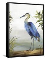 Blue Heron-Aimee Wilson-Framed Stretched Canvas