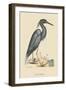 Blue Heron-Mark Catesby-Framed Art Print