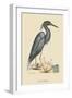 Blue Heron-Mark Catesby-Framed Art Print