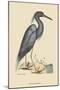 Blue Heron-Mark Catesby-Mounted Art Print