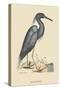 Blue Heron-Mark Catesby-Stretched Canvas