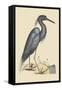 Blue Heron-Mark Catesby-Framed Stretched Canvas