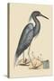 Blue Heron-Mark Catesby-Stretched Canvas