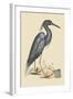 Blue Heron-Mark Catesby-Framed Art Print