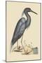 Blue Heron-Mark Catesby-Mounted Art Print