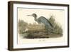 Blue Heron-John James Audubon-Framed Art Print