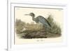 Blue Heron-John James Audubon-Framed Premium Giclee Print