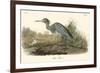 Blue Heron-John James Audubon-Framed Premium Giclee Print