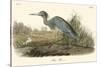 Blue Heron-John James Audubon-Stretched Canvas