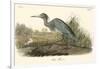 Blue Heron-John James Audubon-Framed Art Print