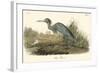 Blue Heron-John James Audubon-Framed Art Print